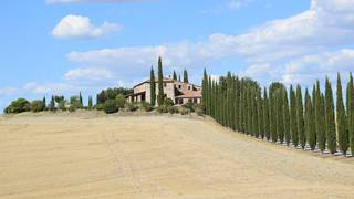 cypress-trees-2658940_1280