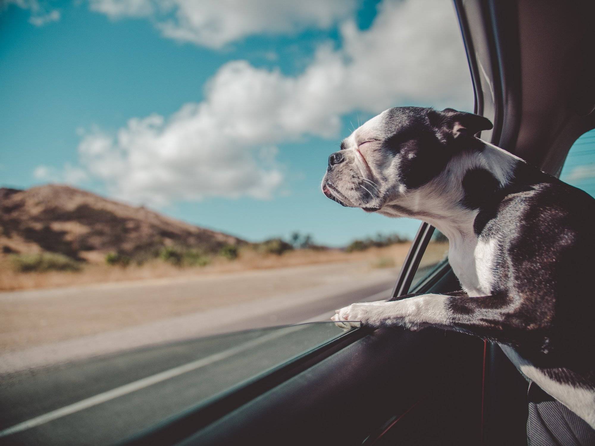 How to travel with your dog in a motorhome safely