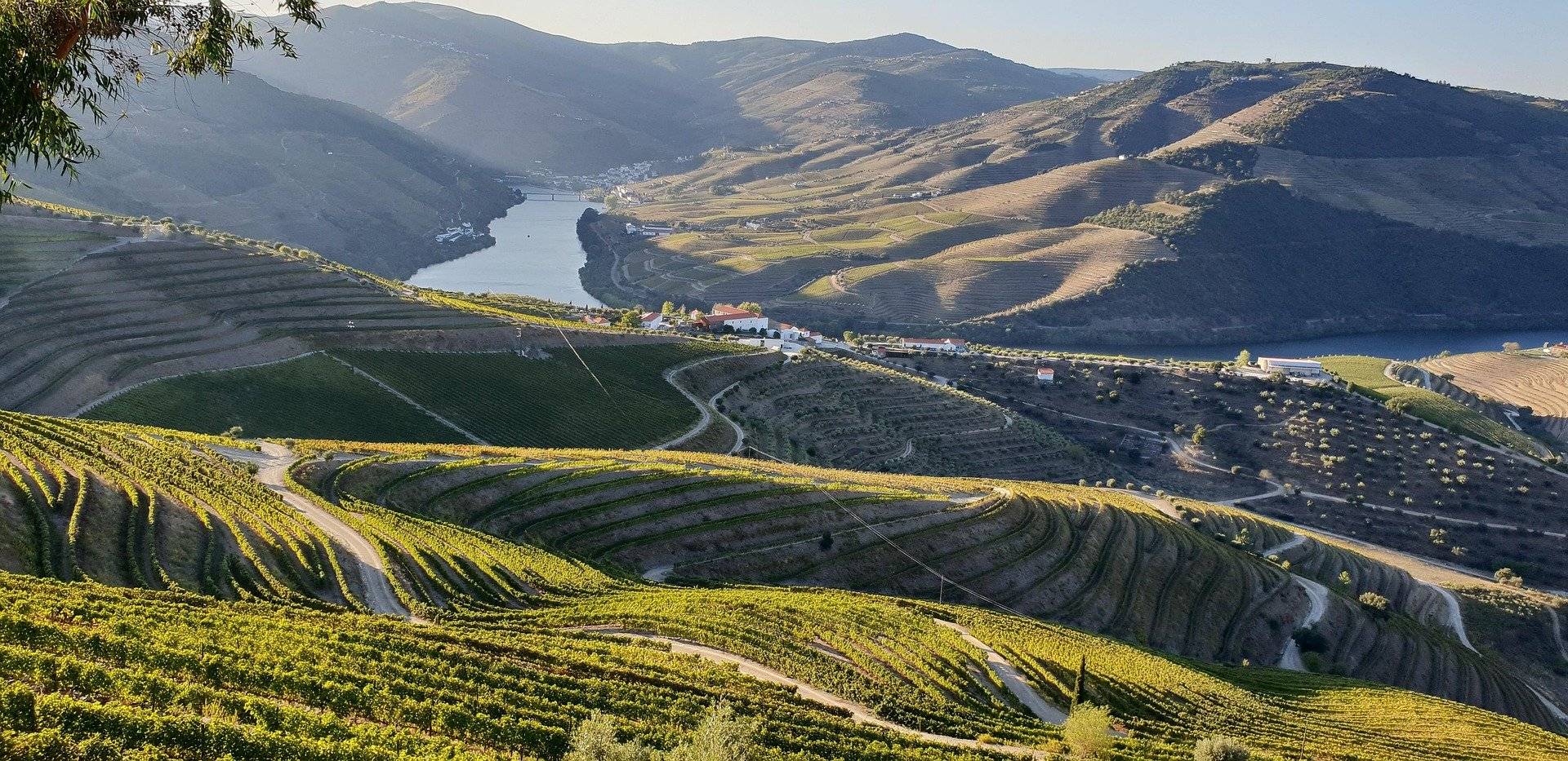 vineyard-5649128_1920
