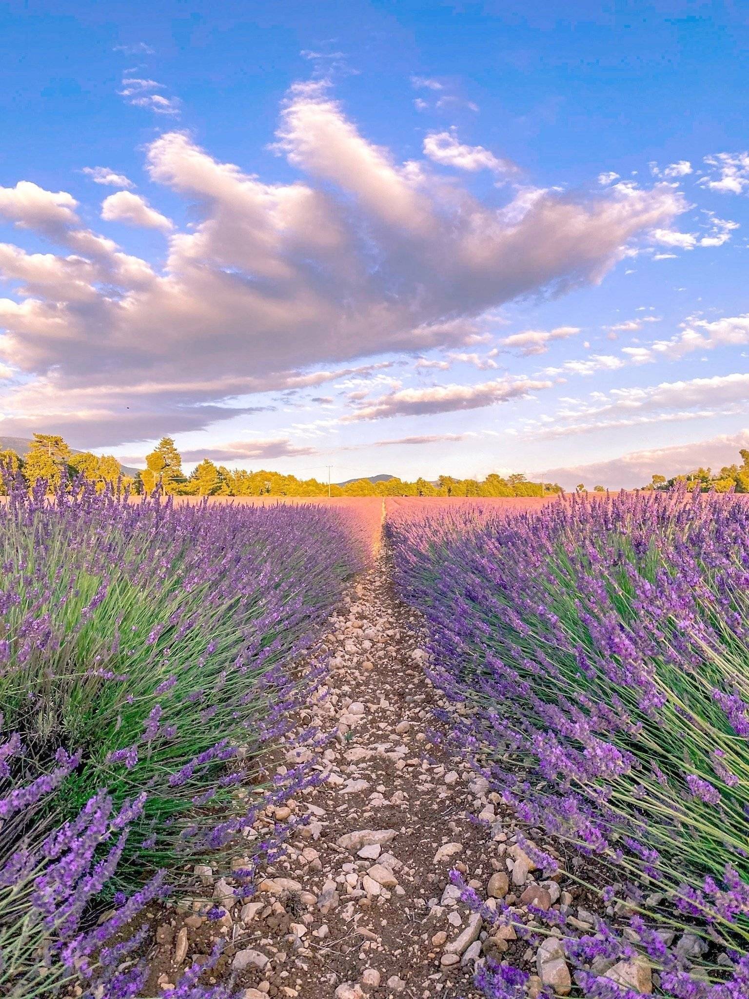 Westfalia T3 Westfalia