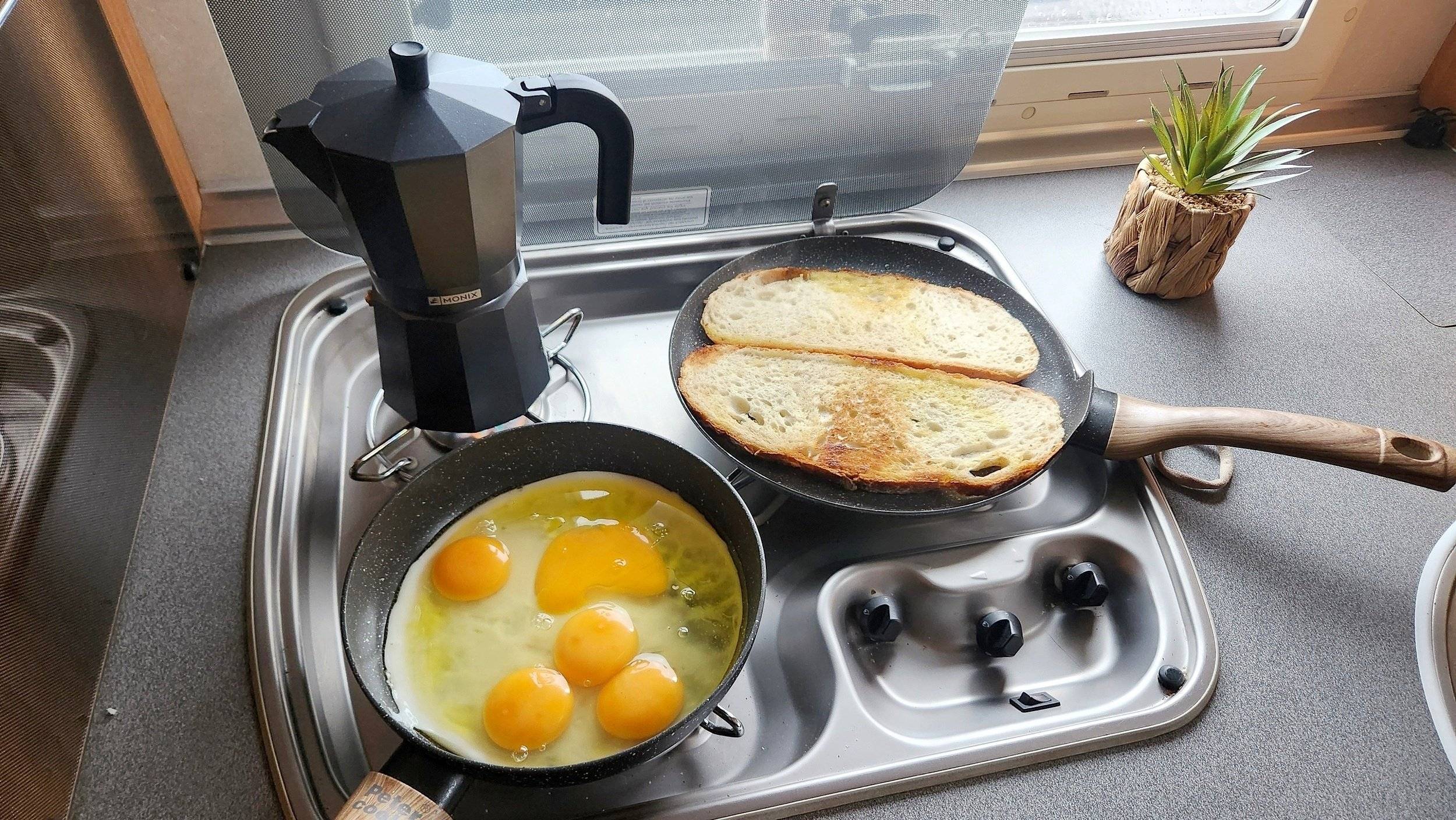 Adria Adria coral   sp660