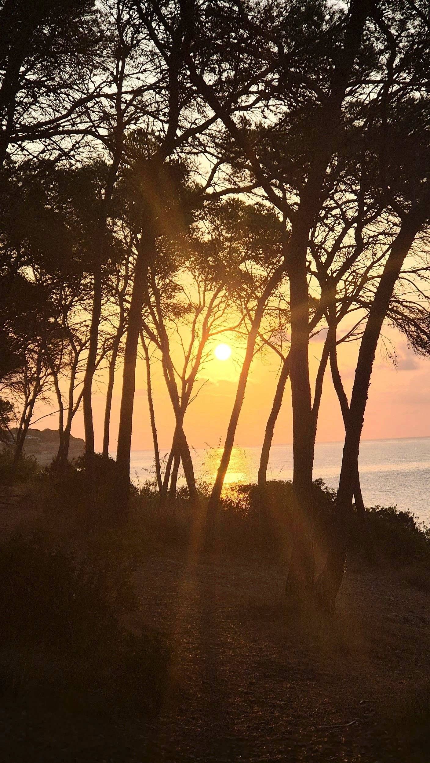 Bavaria Trigano FD1 /FOT3M335KPFD41ZO/Genesis