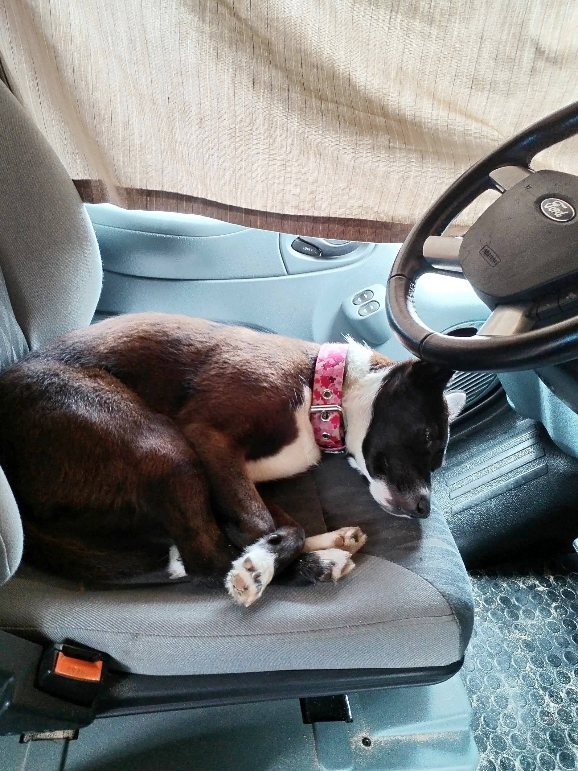 Westfalia Transit nugget westfalia