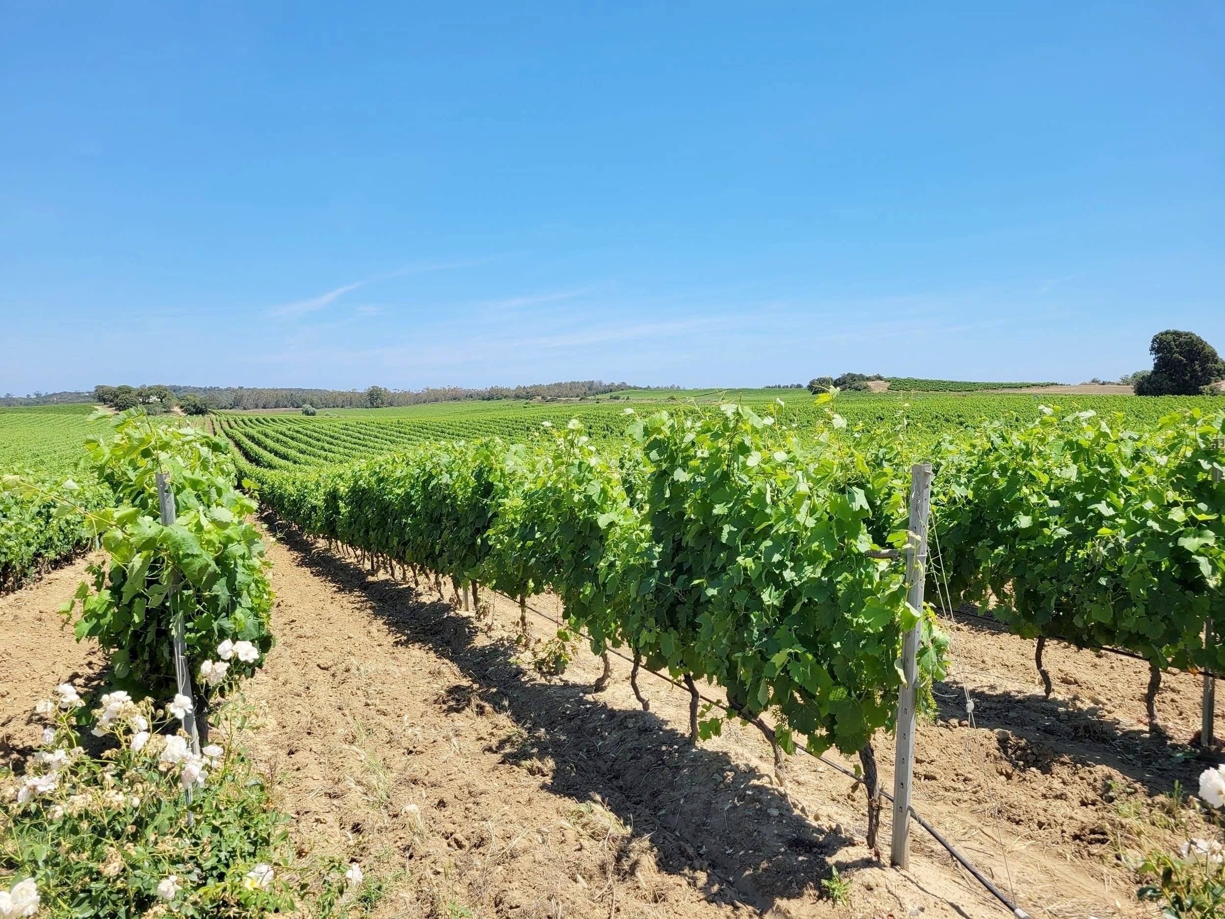 Custo Van Transporter