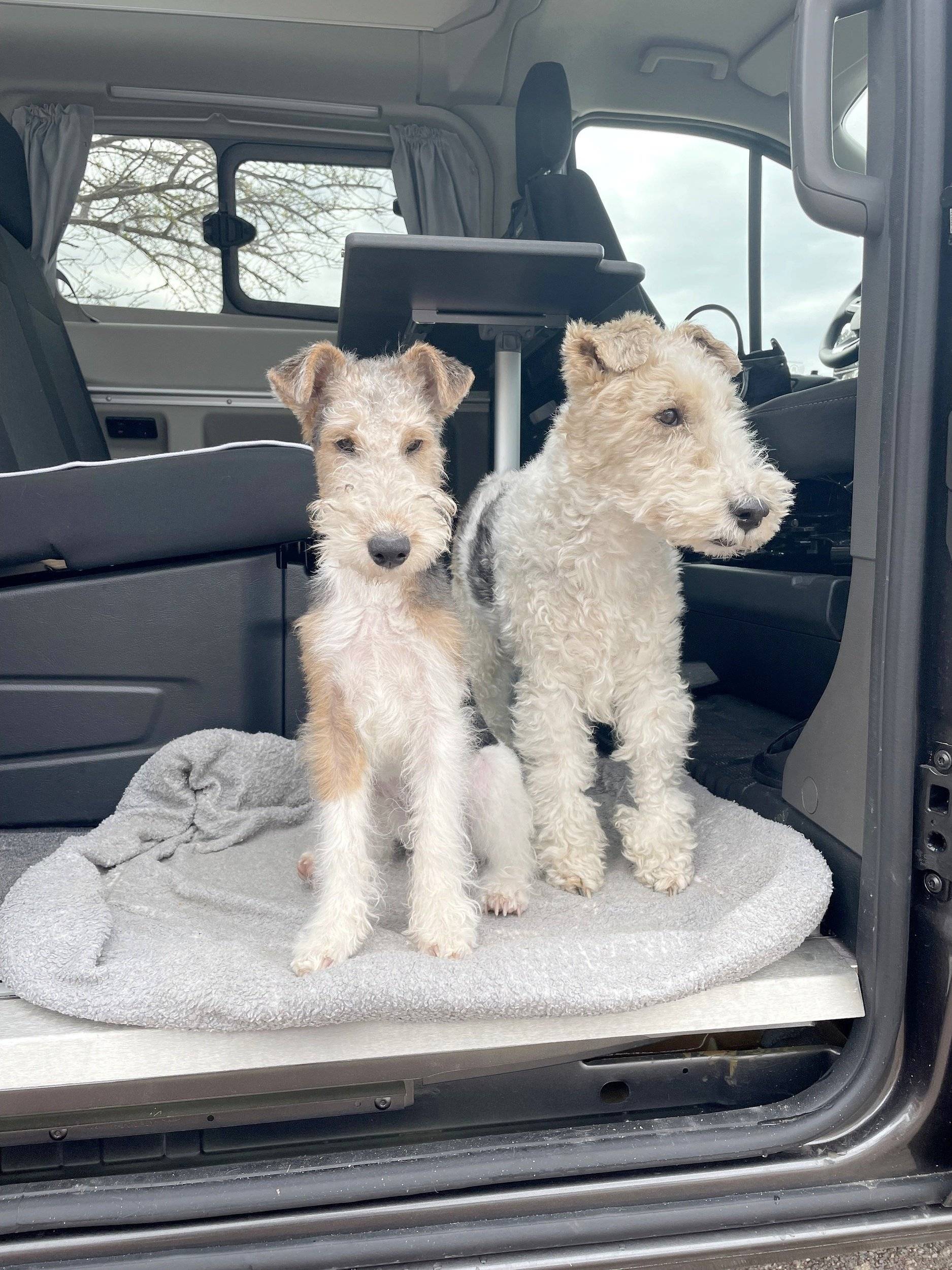 Westfalia Ford Nugget Plus