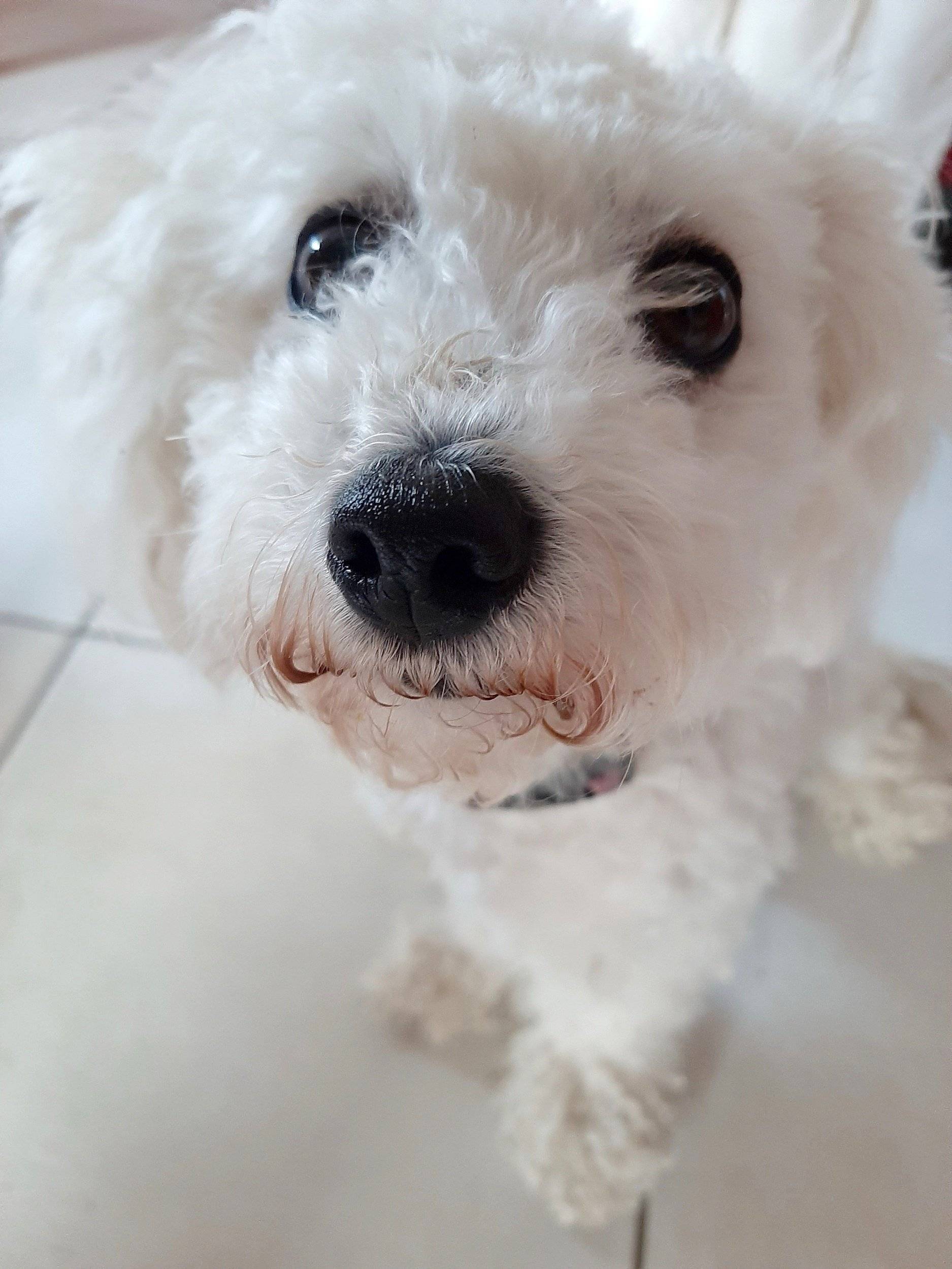 Pilote Pilote P746 Essentiel