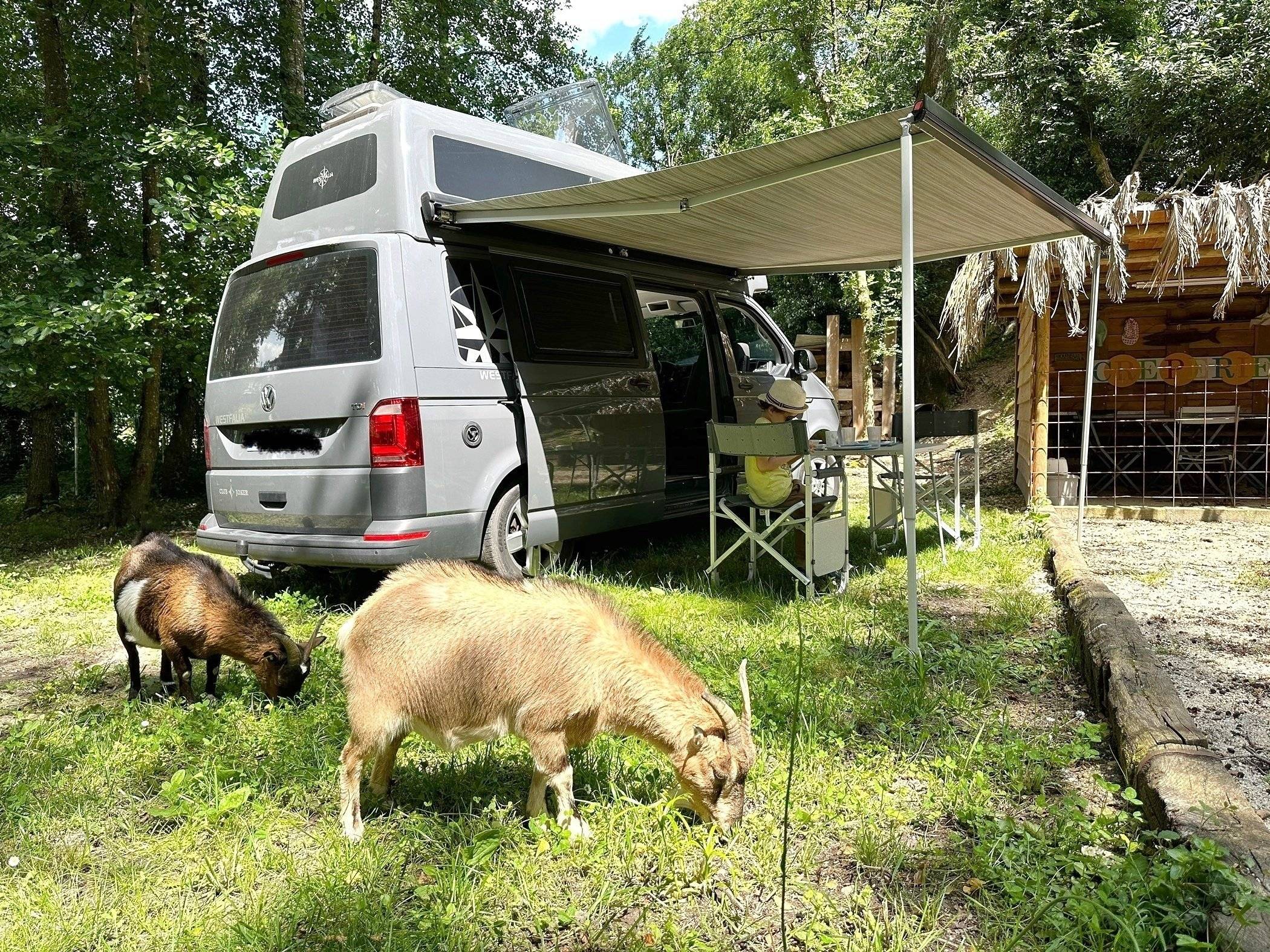 Westfalia Club Joker