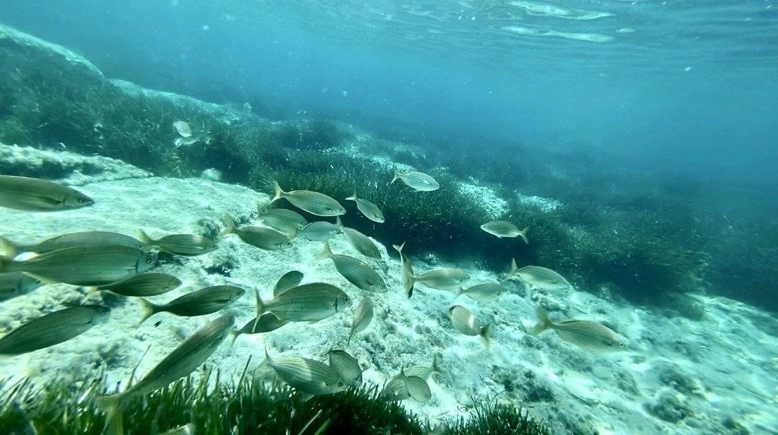 8888GFC ALBERTO Peugeot Boxer