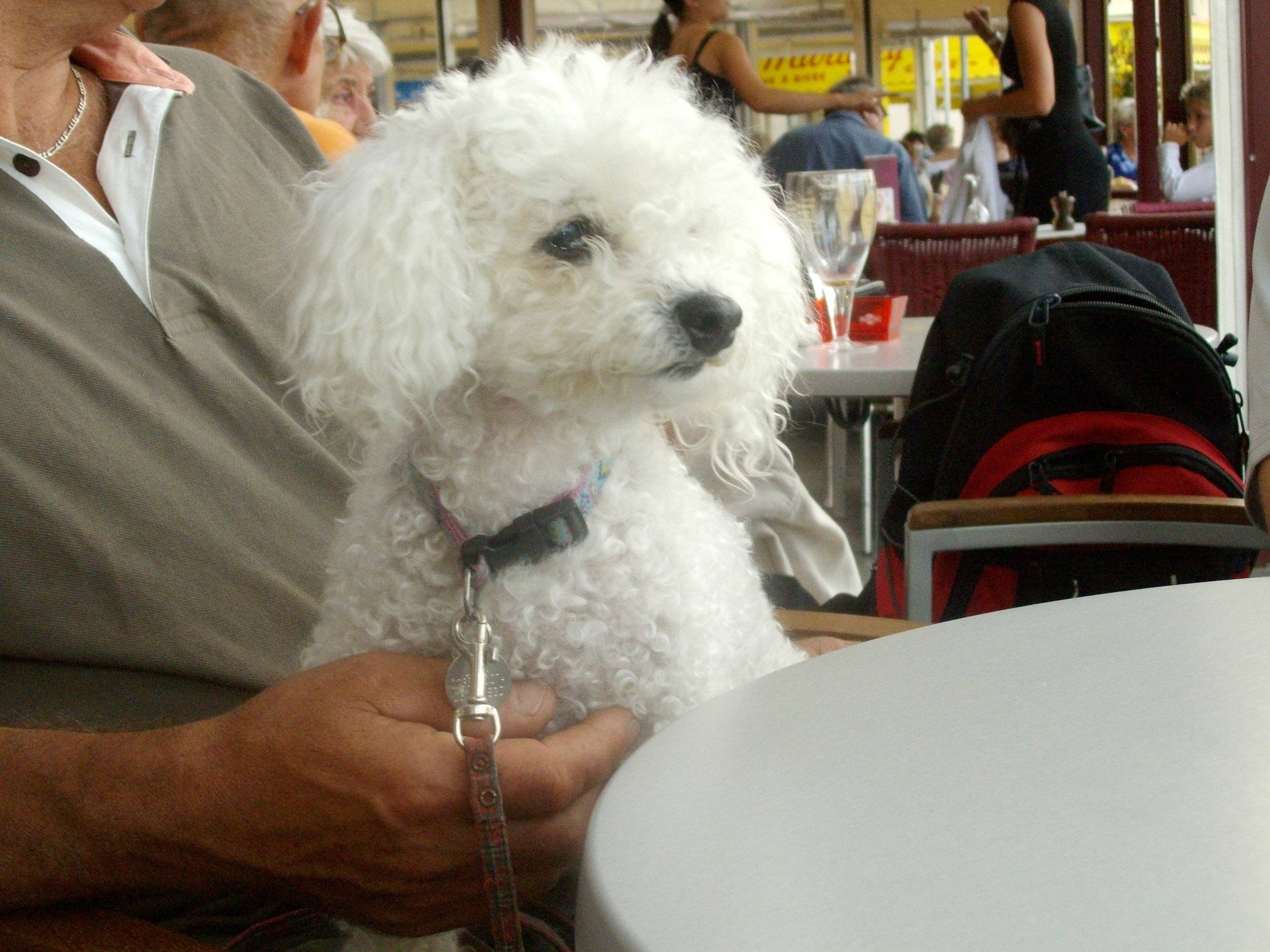 Challenger Challenger