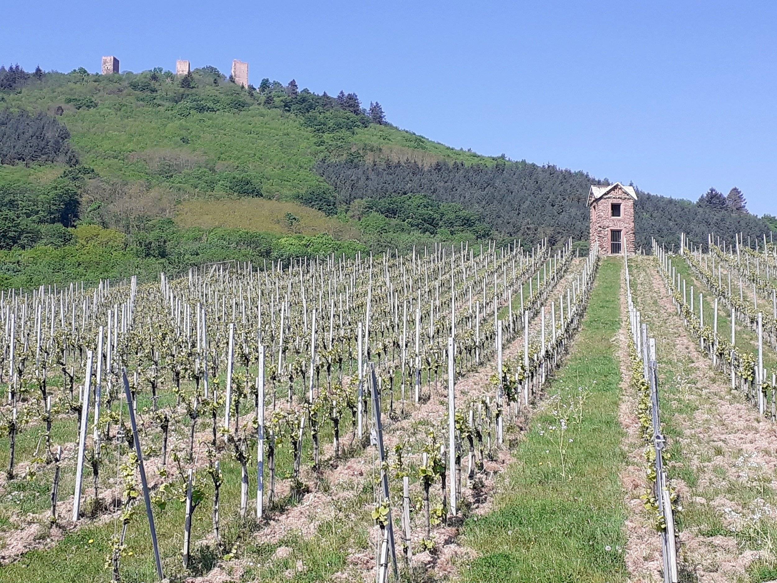 Chausson V697 Premium