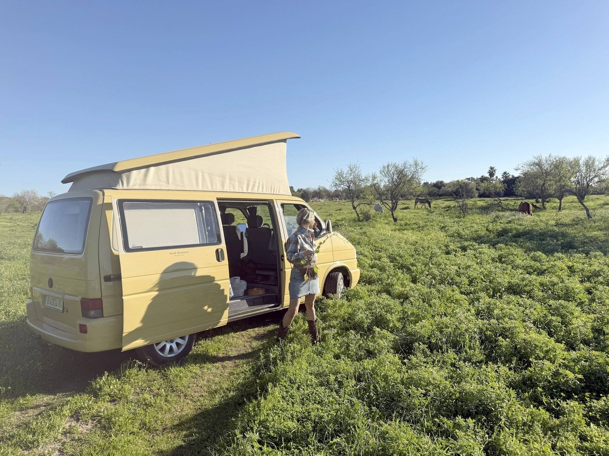 Westfalia Blue Classics