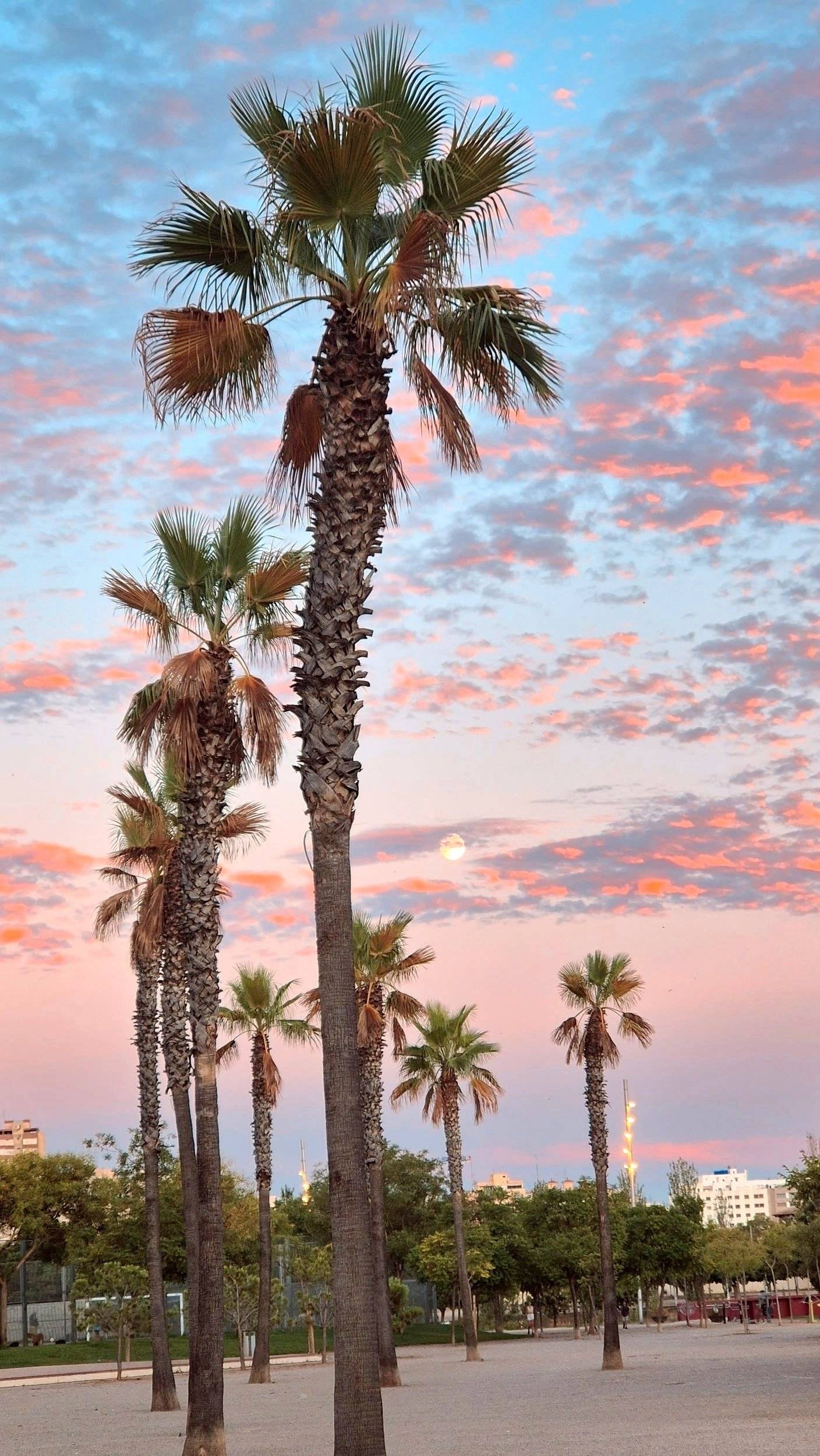 Bavaria Trigano FD1 /FOT3M335KPFD41ZO/Genesis