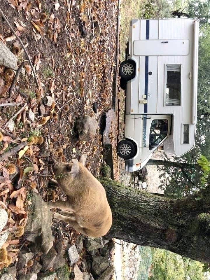 Chausson Transit chausson welcome 10