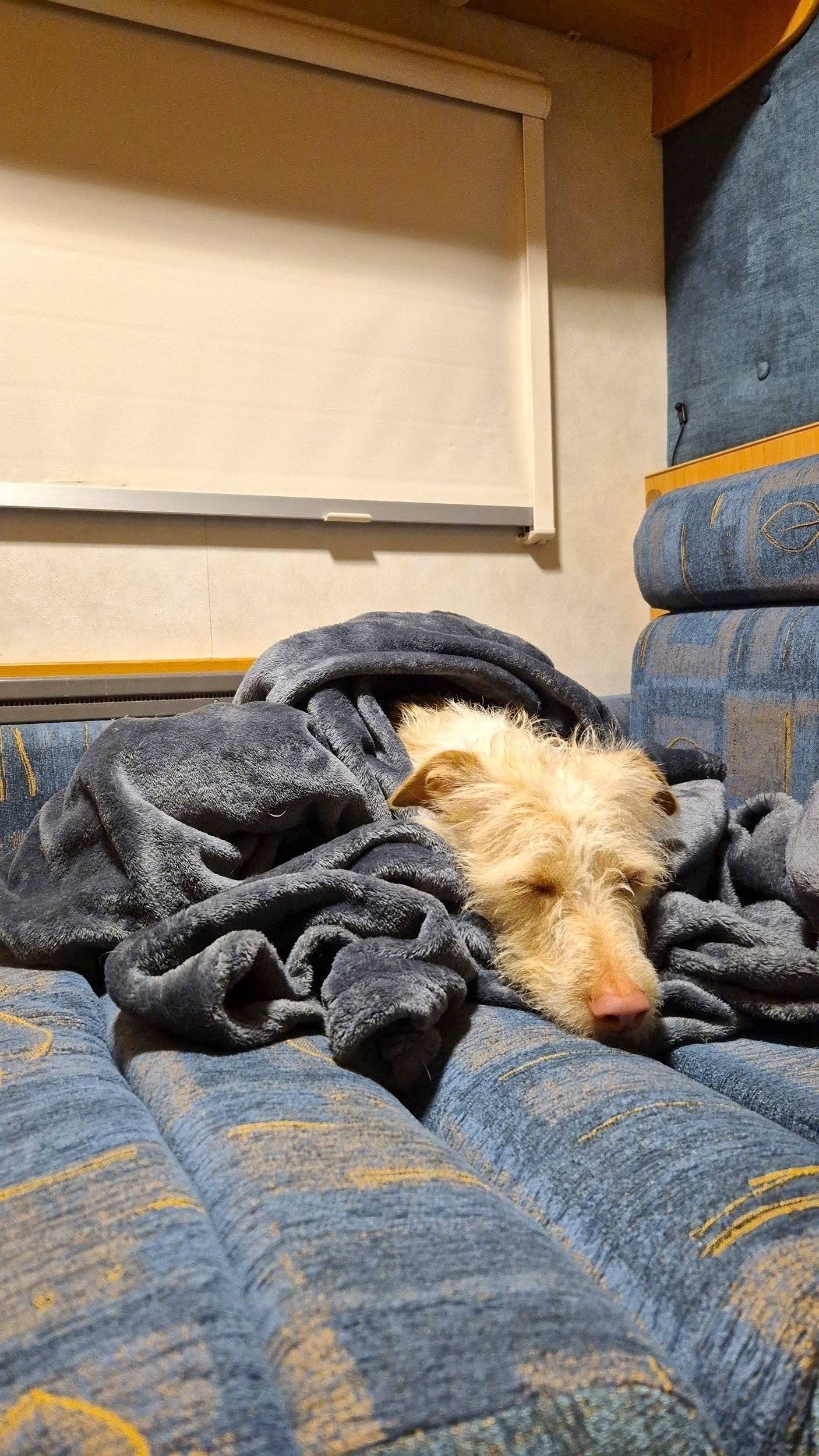 Bavaria Trigano FD1 /FOT3M335KPFD41ZO/Genesis