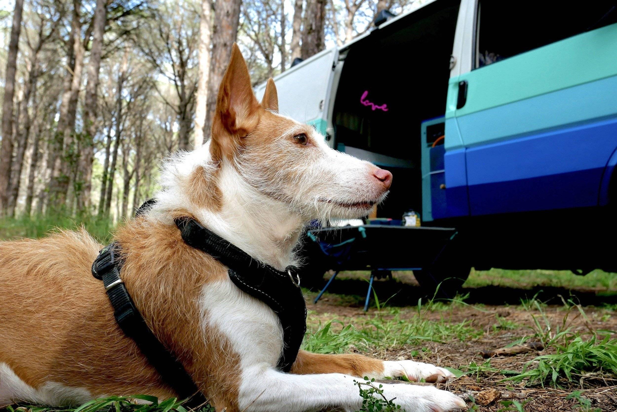 Volkswagen Transporter T4