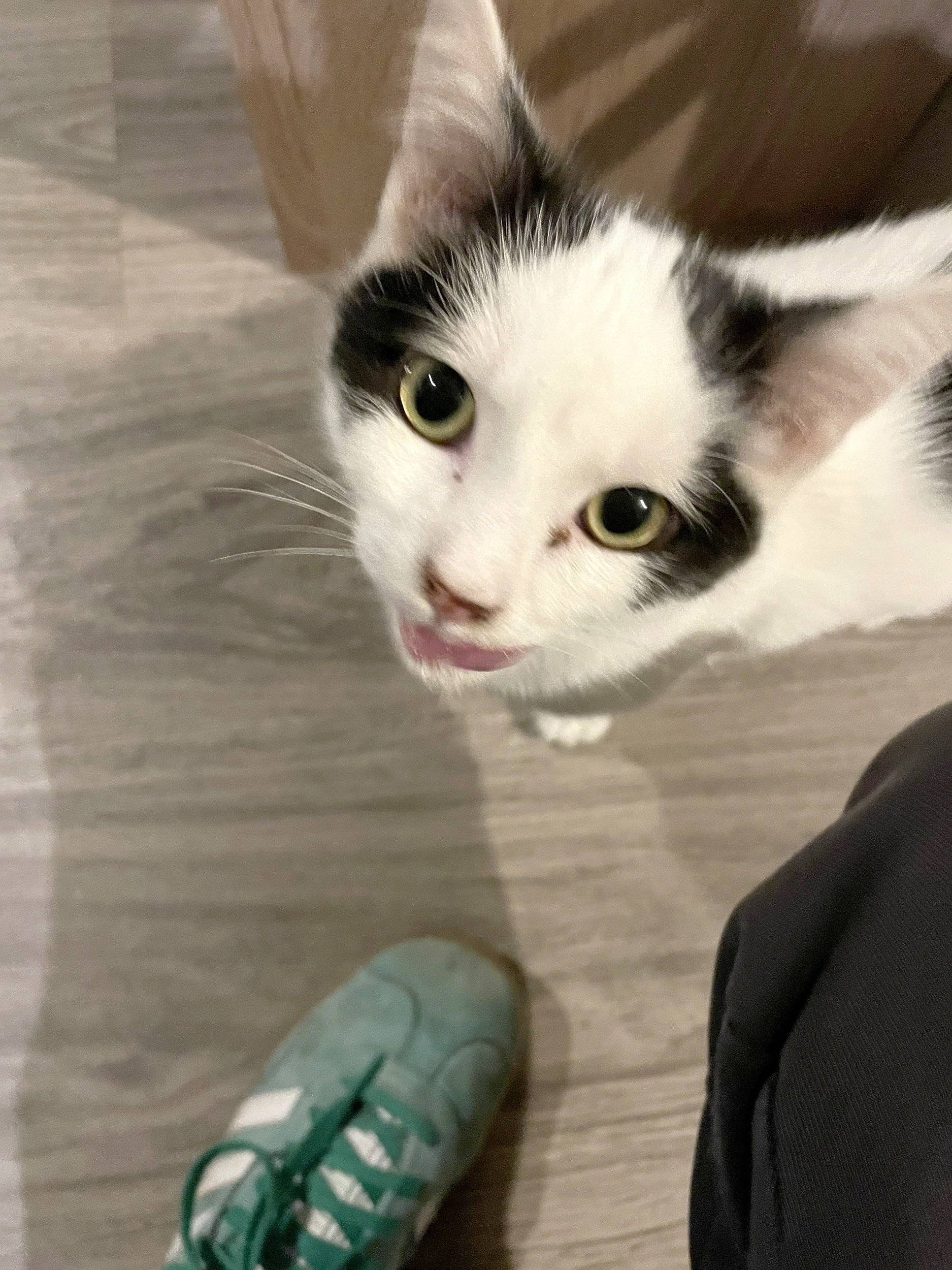 Volkswagen T6 2 l TDI 150 ch