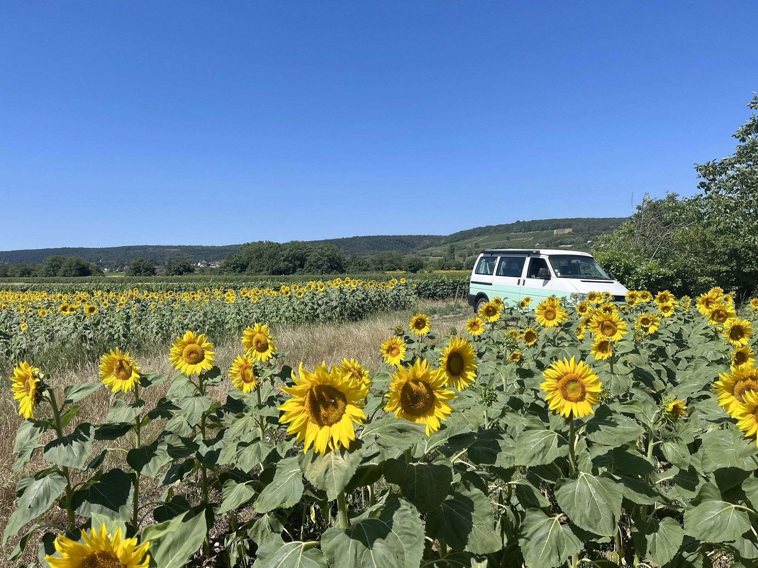 Westfalia T4 California