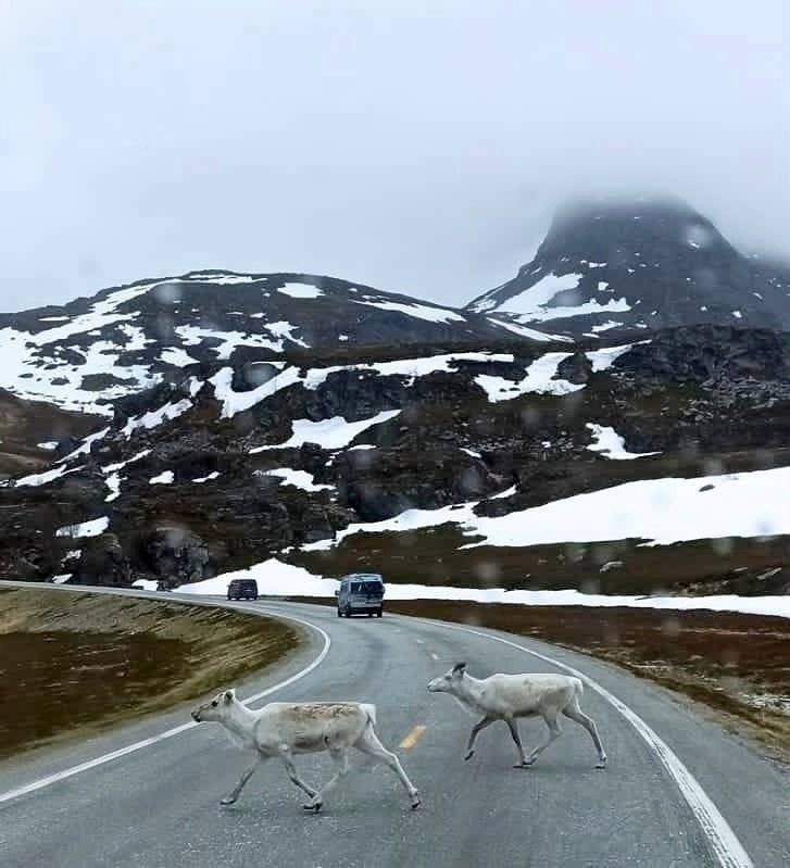 Mclouis 3 Maxi S-Line