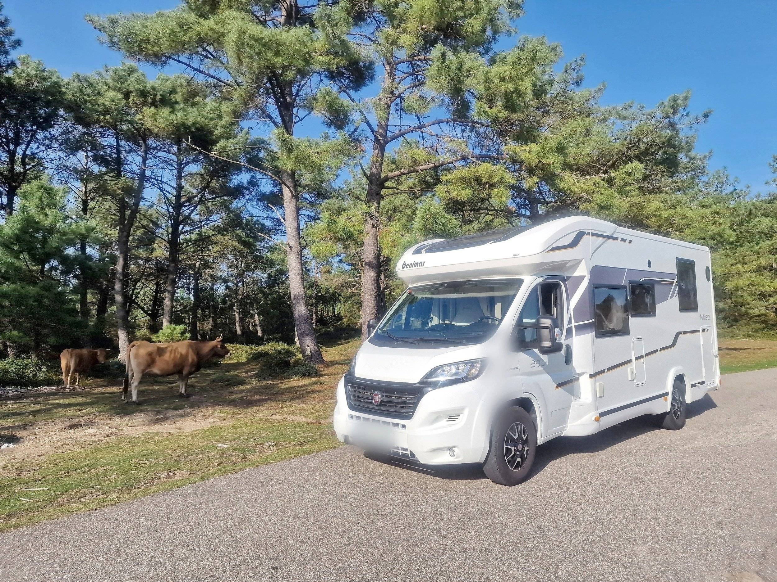 Benimar Benimar Mileo 295