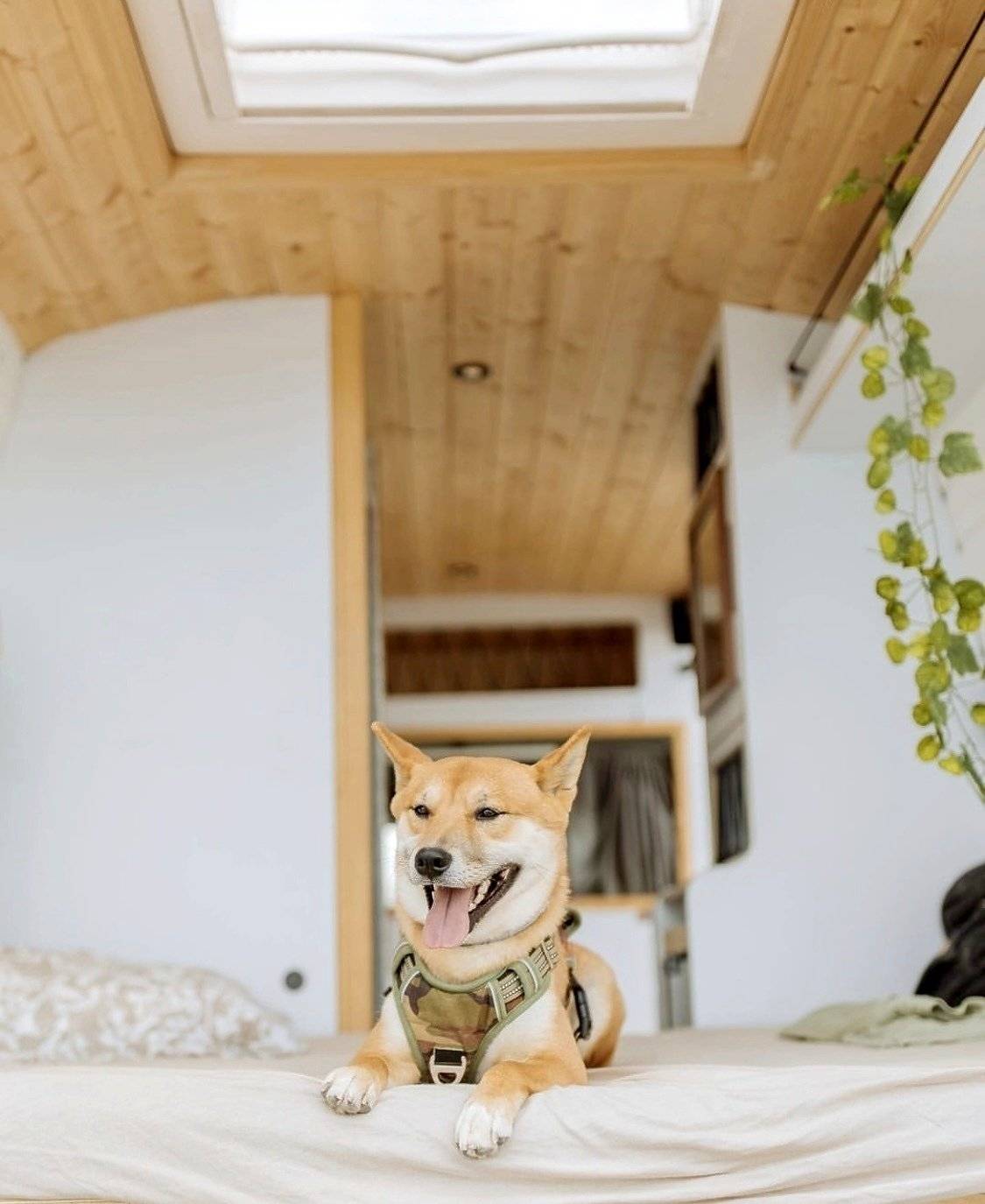 Barnavan Daily 2.3 L3H2