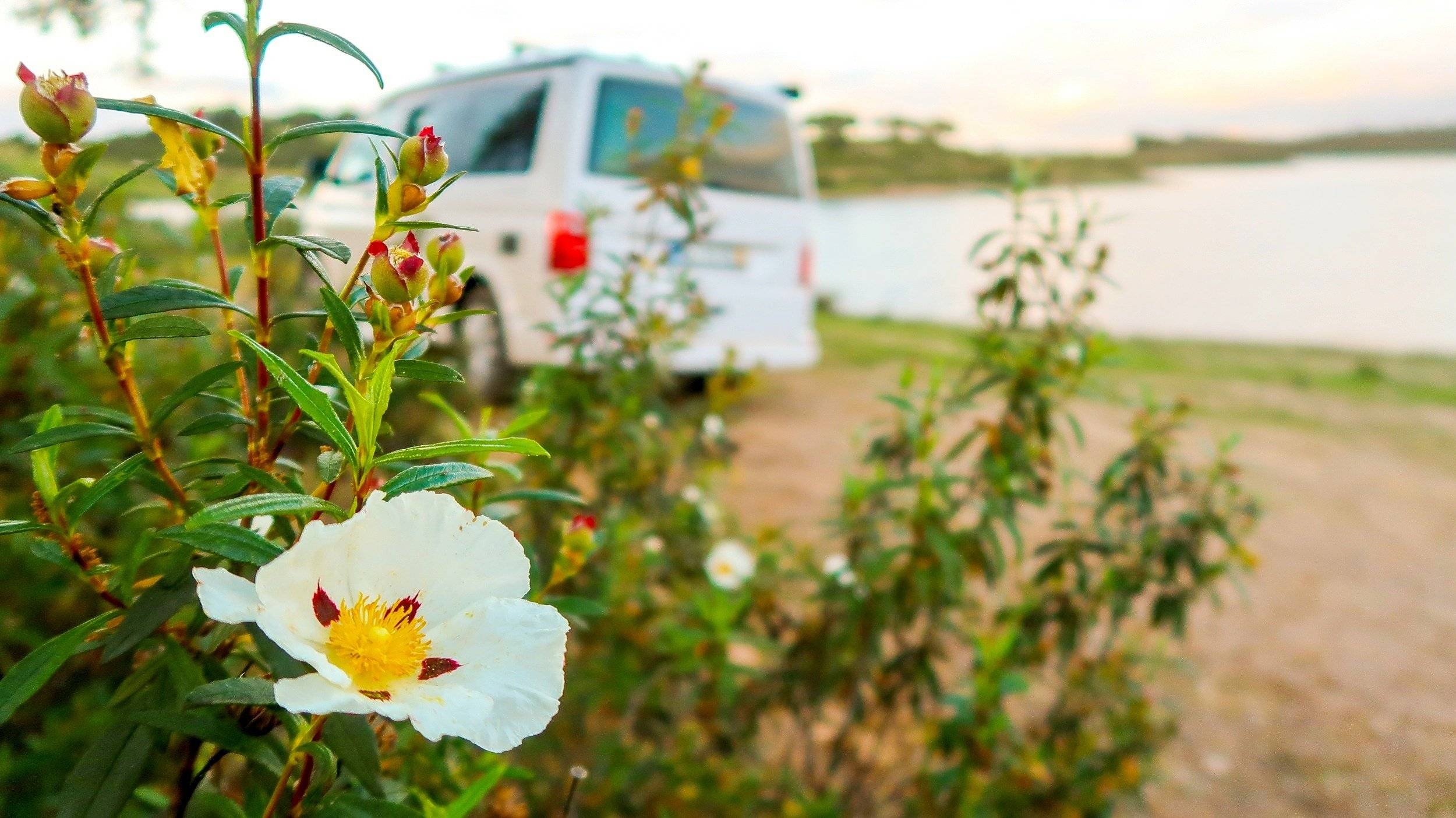 Volkswagen Volkswagen california coast