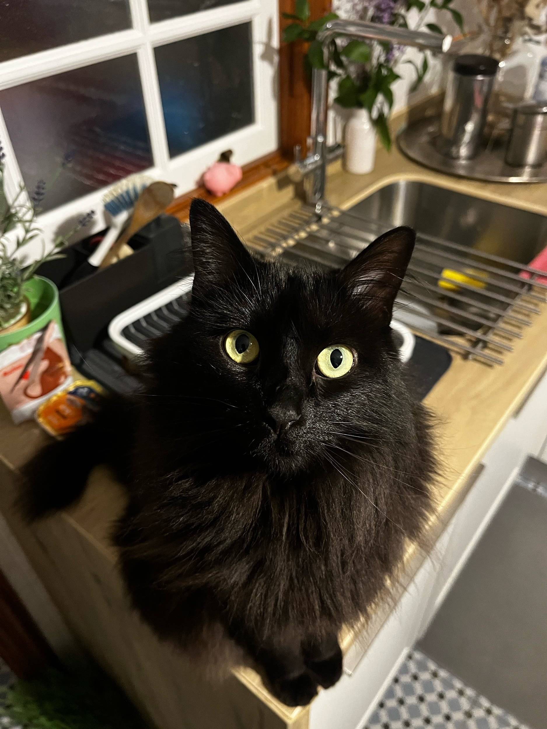 Daniel