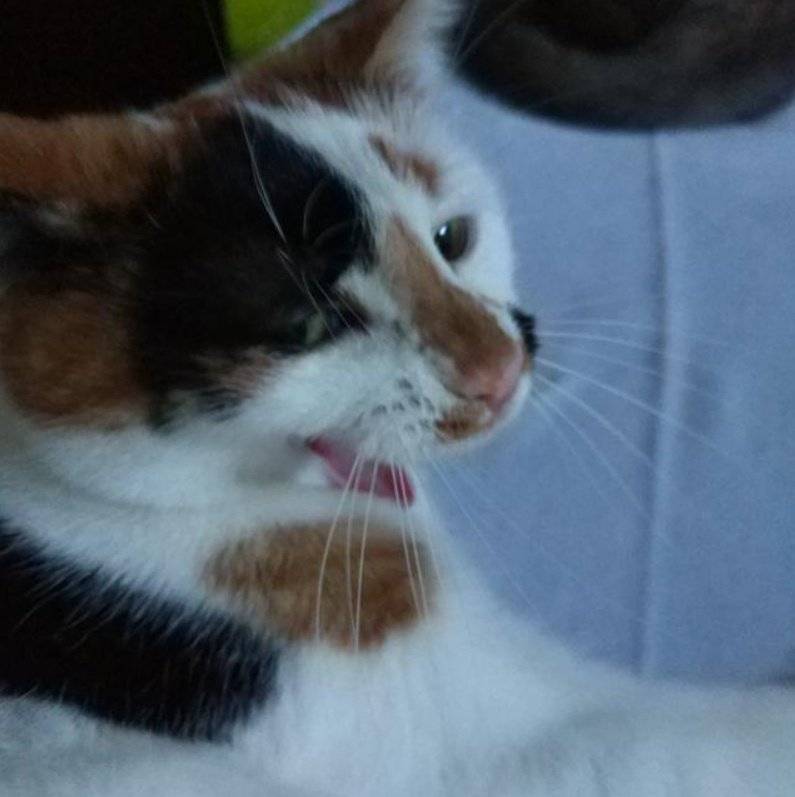 René