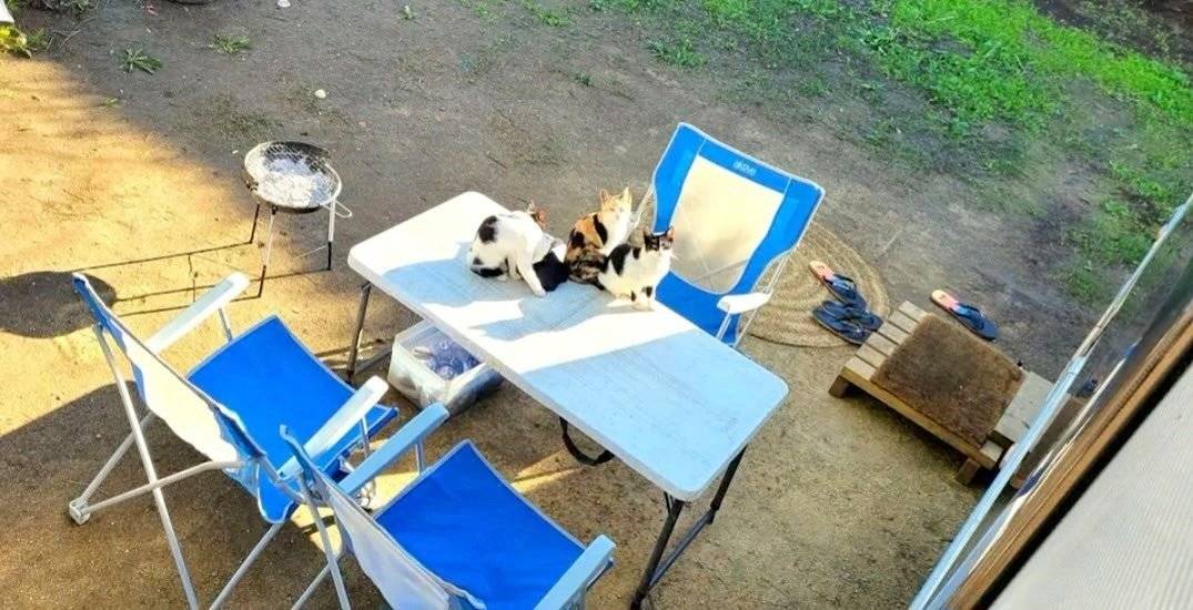 Volkswagen Volkswagen Transporter