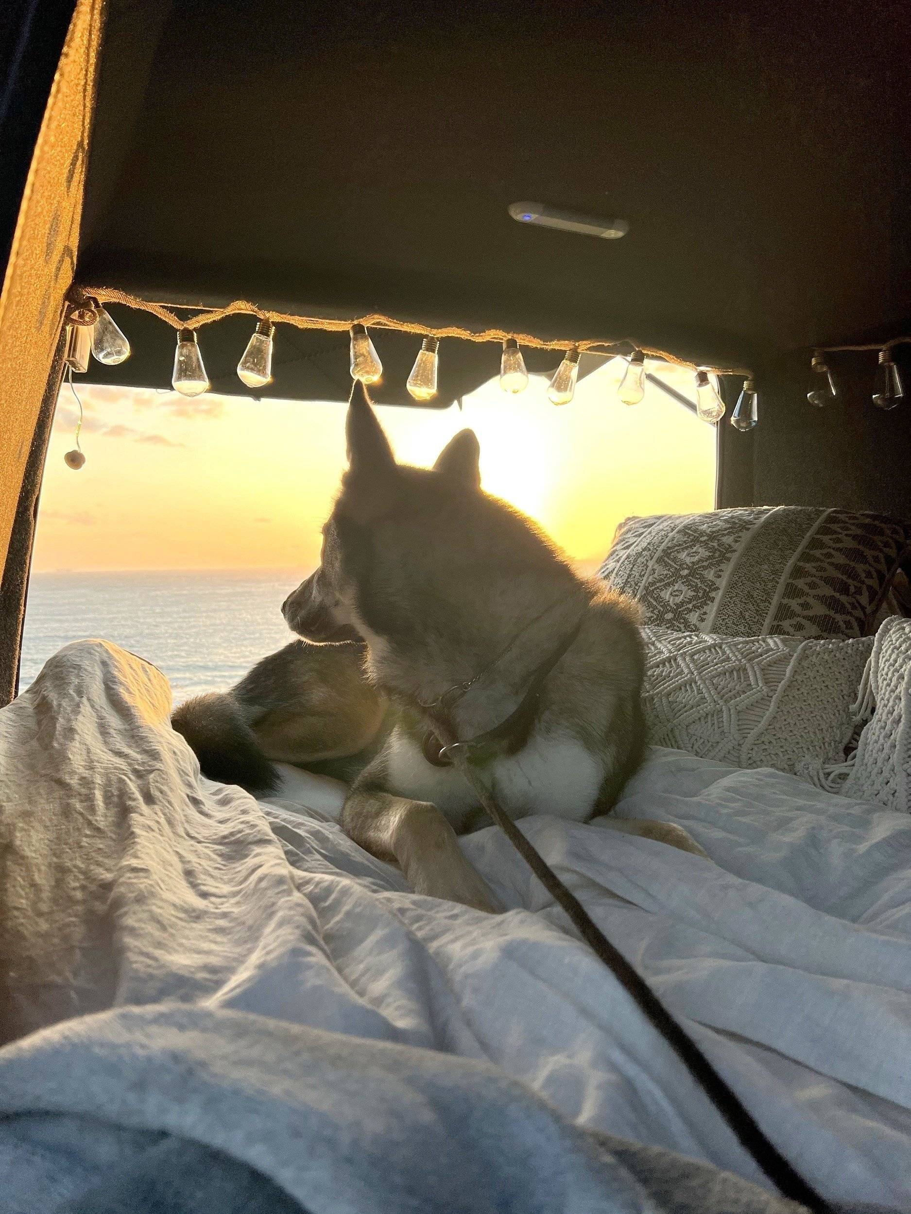 Alpes Camping-Car Transporter T4 2.4D