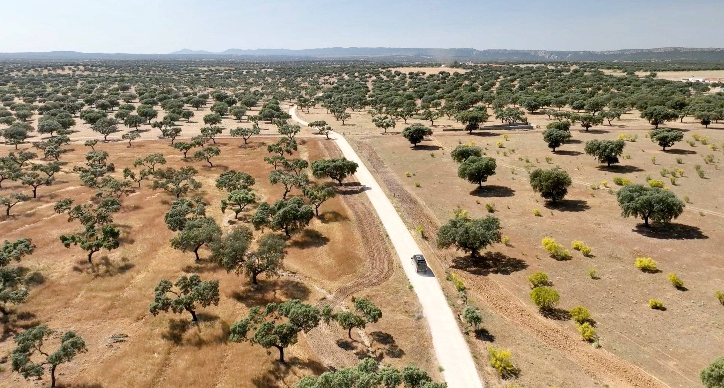 Dreamer dreamer d 55up