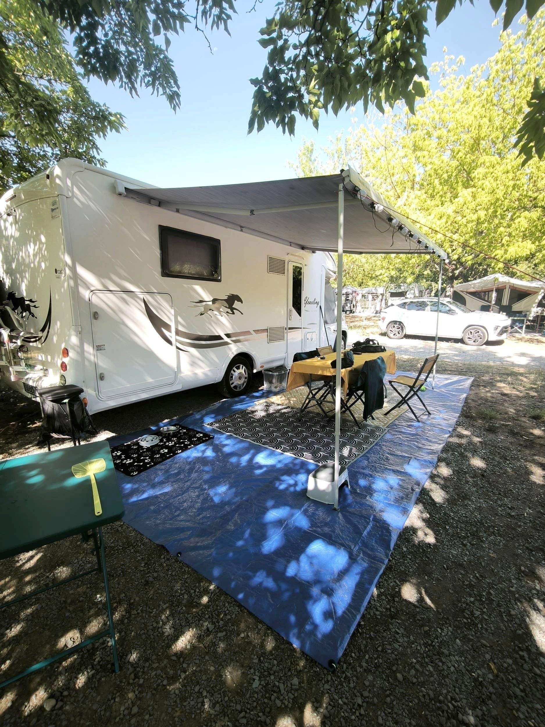 Mclouis yearling